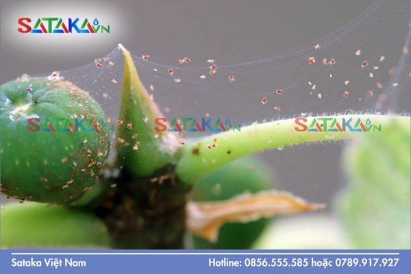 Câu hỏi thường gặp (FAQ) về kháng thuốc ở nhện đỏ