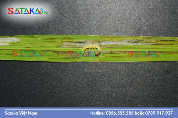 Tại sao sâu "ngừng ăn ngay" sau khi tiếp xúc với SATA-CHLORFENTHRIN 380SC?