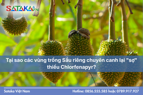 Tại sao các vùng trồng Sầu riêng chuyên canh lại "sợ" thiếu Chlorfenapyr