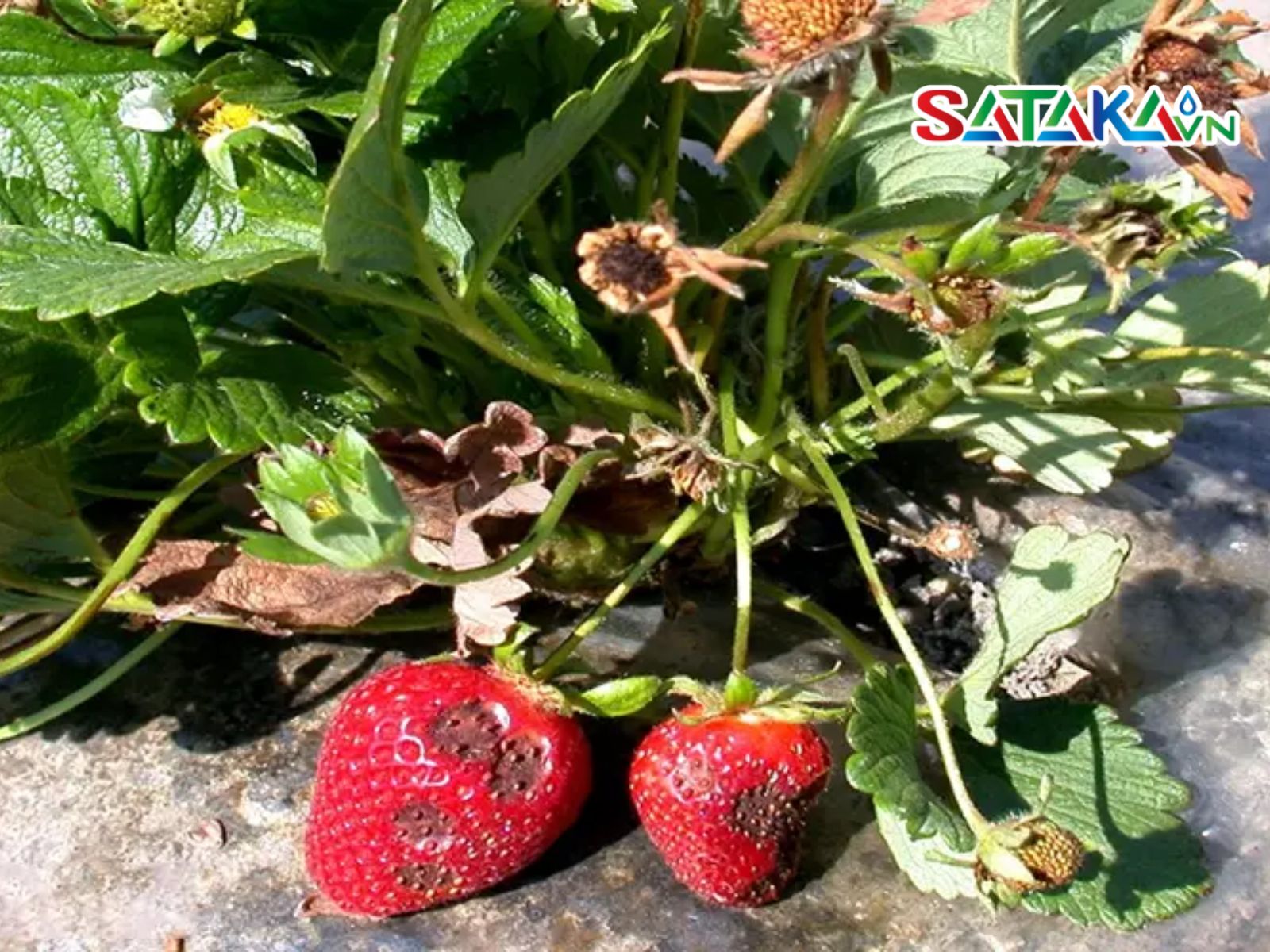 Strawberry Anthracnose Disease