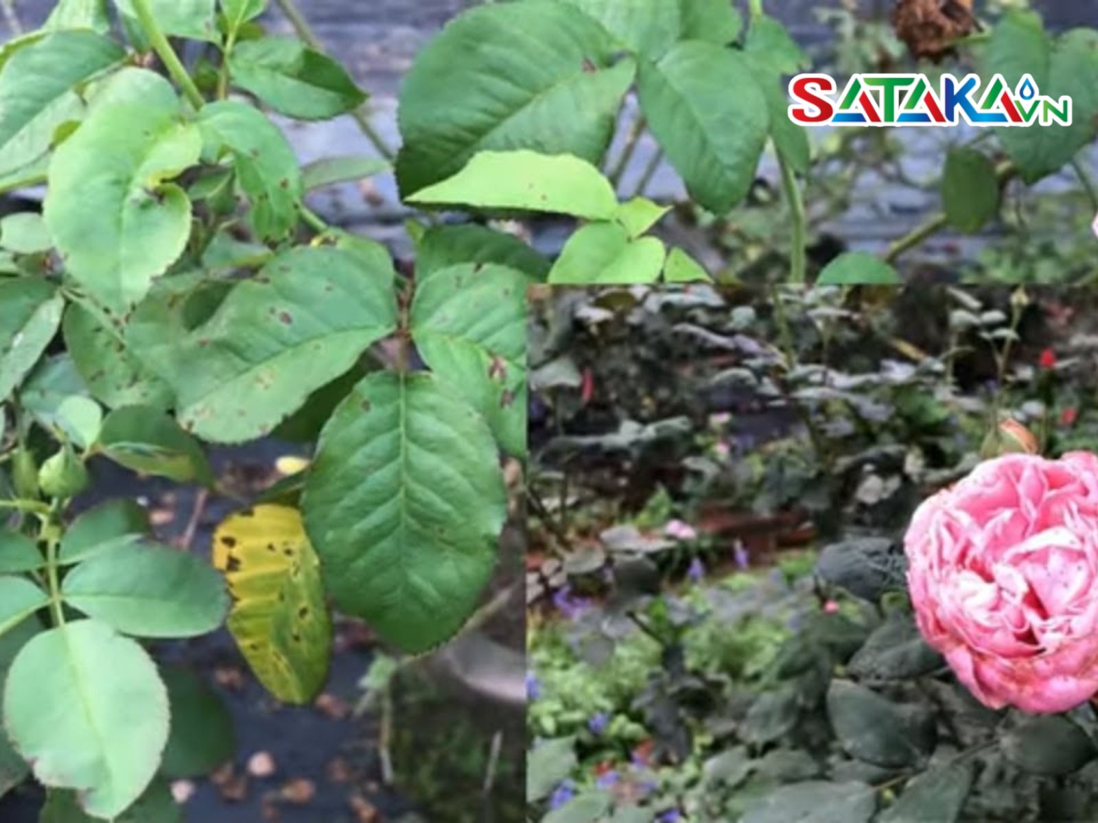 Rose Anthracnose