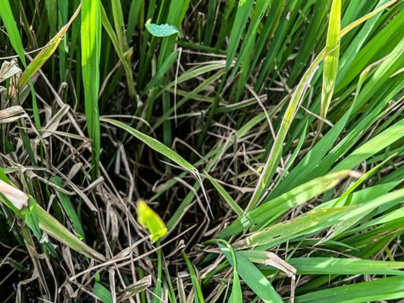 Highly effective in killing Rhizoctonia solani fungus