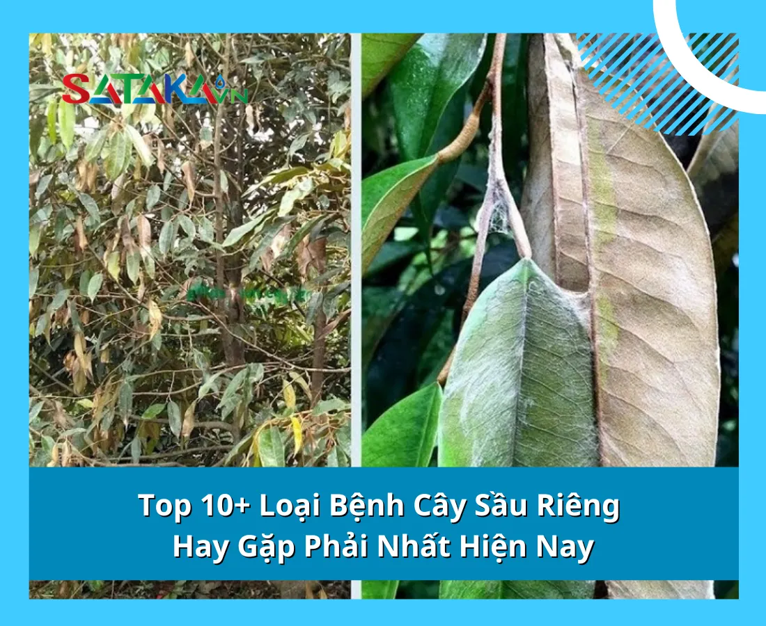 #10 Loại Bệnh Cây Sầu Riêng Hay Gặp Phải Nhất Tại Việt Nam