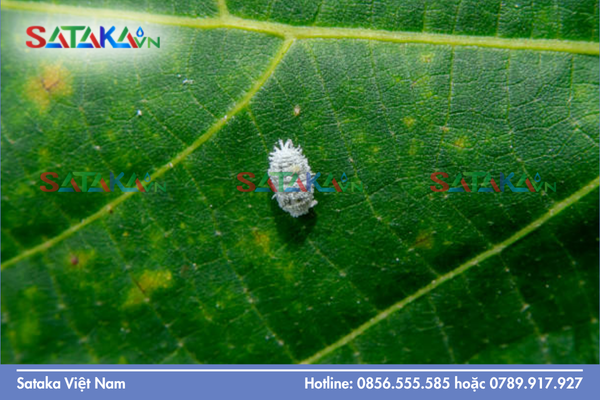 Cách nhận diện nhanh đặc điểm hình thái của rệp sáp