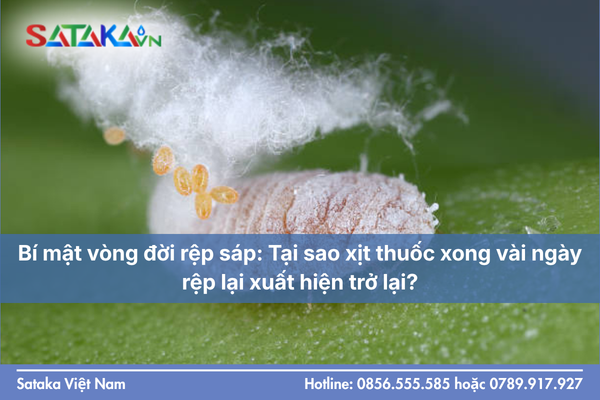 Bí mật vòng đời rệp sáp: Tại sao xịt thuốc xong vài ngày rệp lại xuất hiện trở lại?