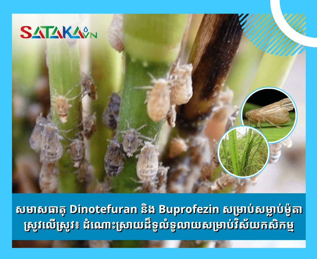 សមាសធាតុ Dinotefuran និង Buprofezin សម្រាប់សម្លាប់ម៉ូតាស្រូវលើស្រូវ៖ ដំណោះស្រាយដ៏ទូលំទូលាយសម្រាប់វិស័យកសិកម្ម