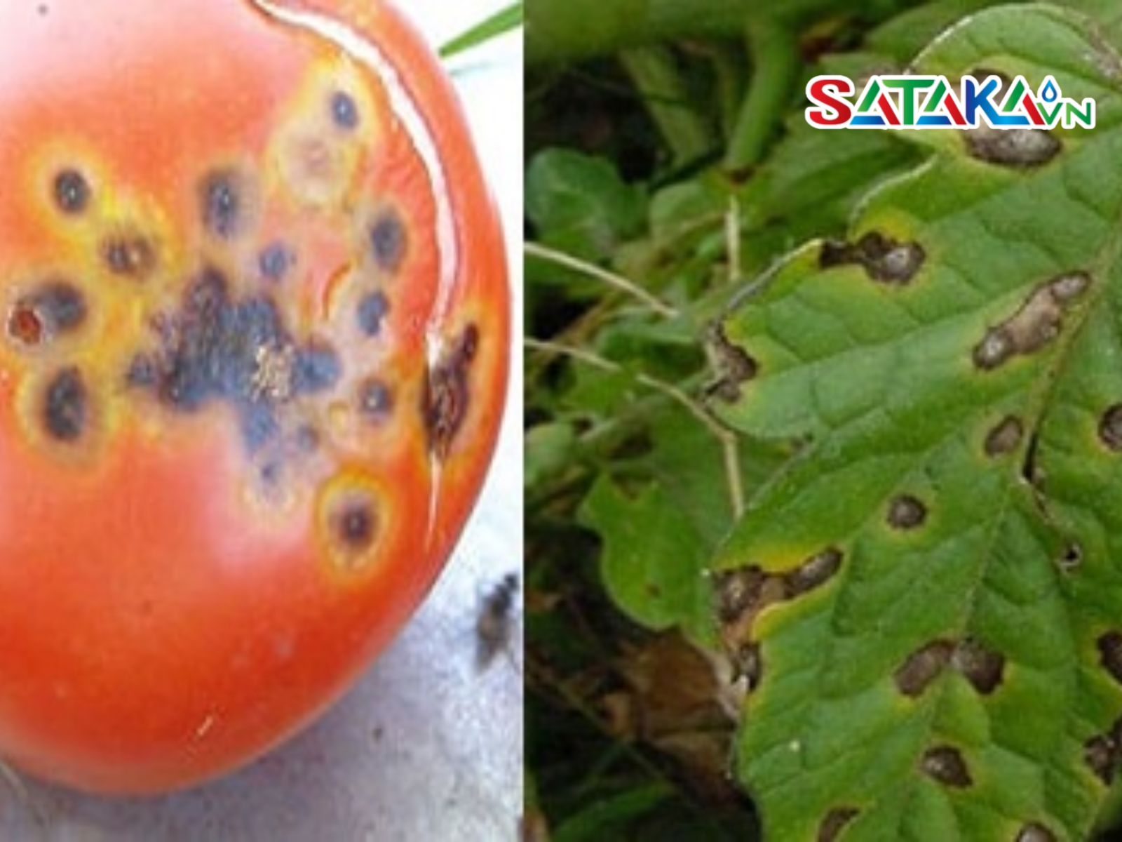 Tomato Anthracnose
