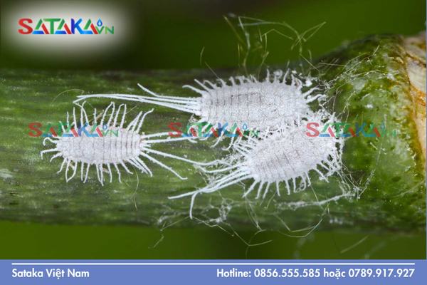 Tác hại kép: Làm đen lá suy cây và xấu trái mất giá