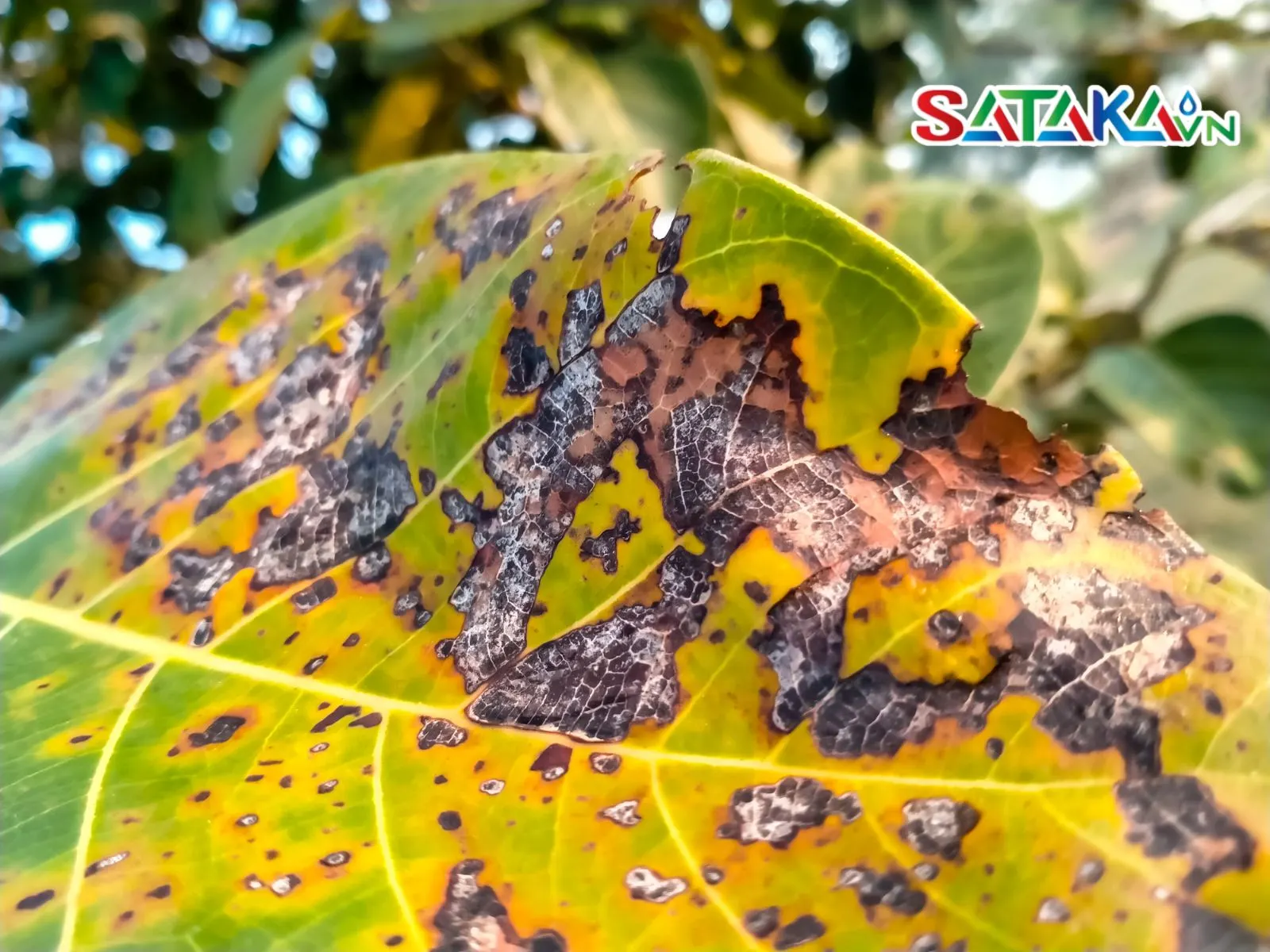 How to Identify Anthracnose on Coffee Plants