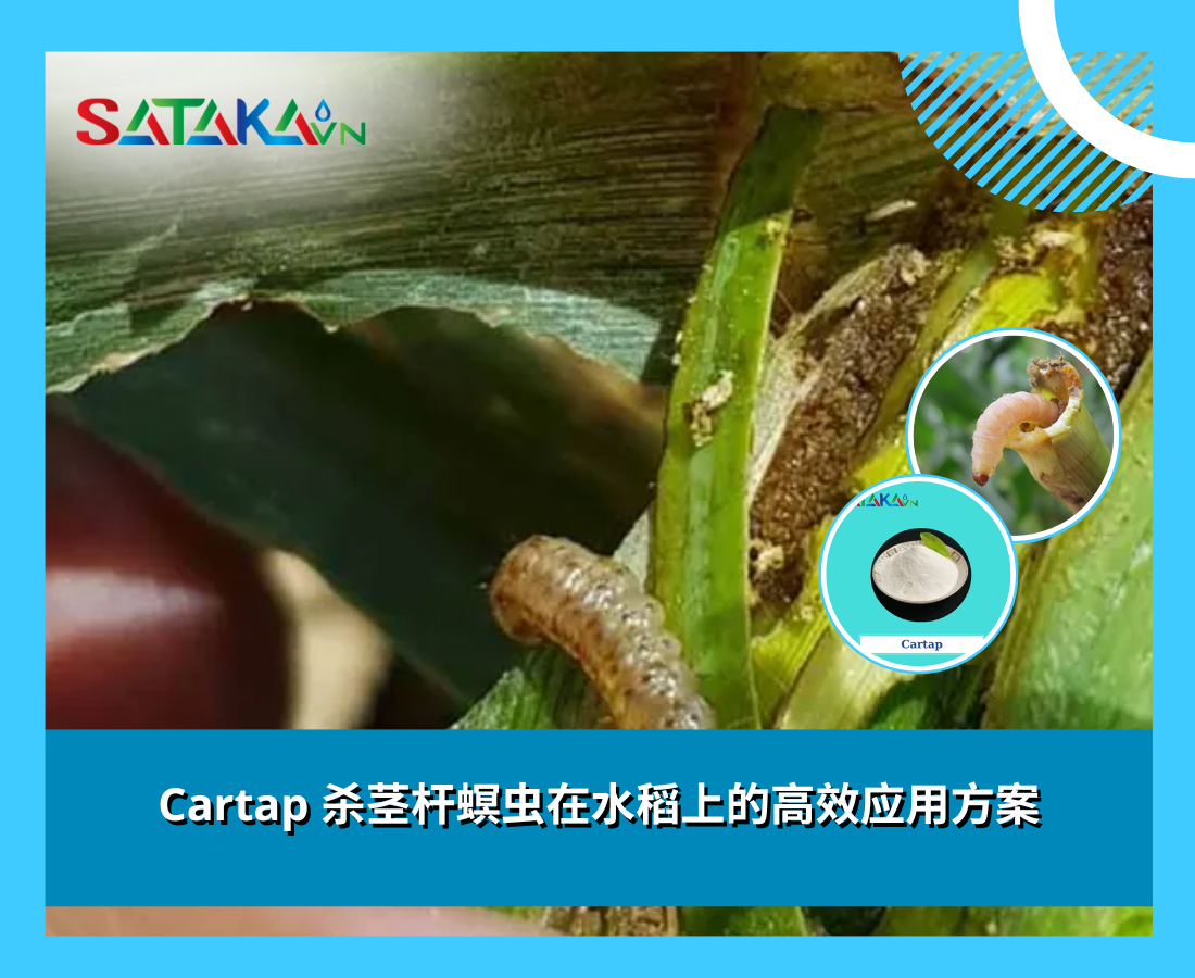 Cartap 杀茎杆螟虫在水稻上的高效应用方案