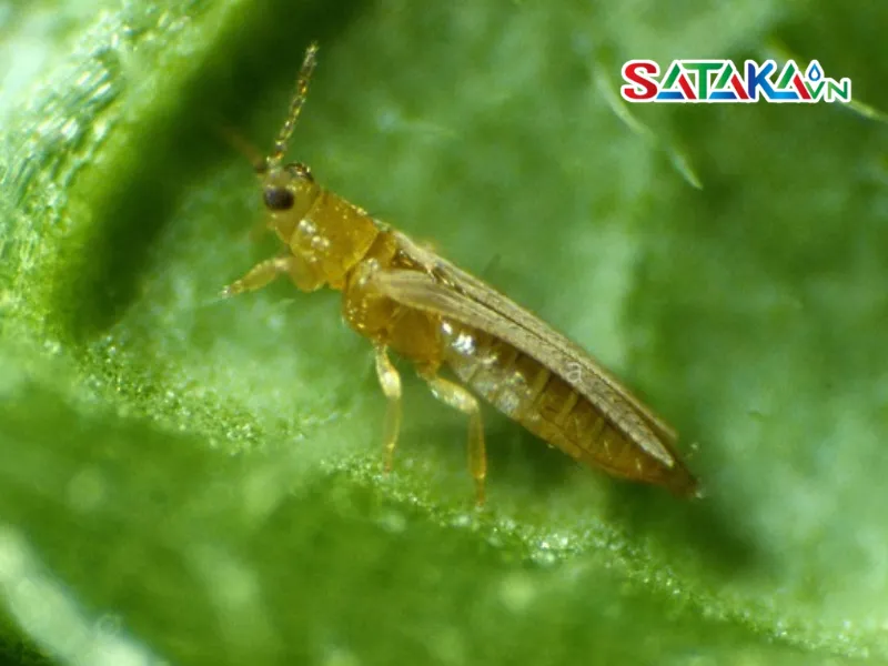 Prevent Cucumber Thrips Effectively, Safely and Quickly