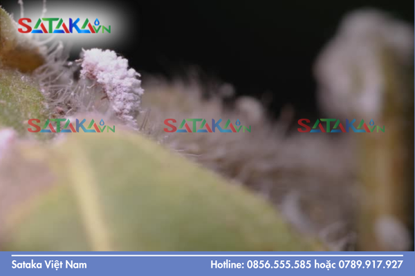 Câu hỏi thường gặp