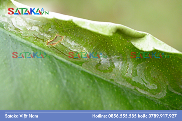 Câu hỏi thường gặp