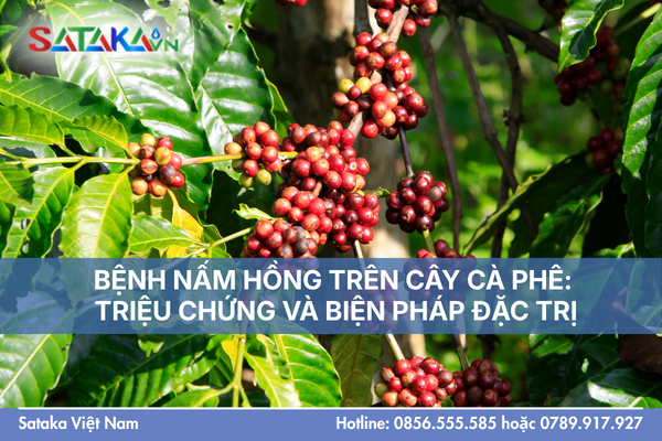 BỆNH NẤM HỒNG TRÊN CÂY CÀ PHÊ: TRIỆU CHỨNG VÀ BIỆN PHÁP ĐẶC TRỊ
