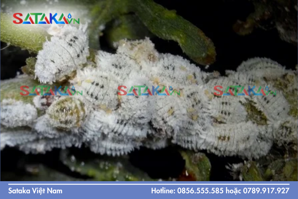  Sataka – Năng lực cung ứng hoạt chất làm sạch vườn chuyên sâu