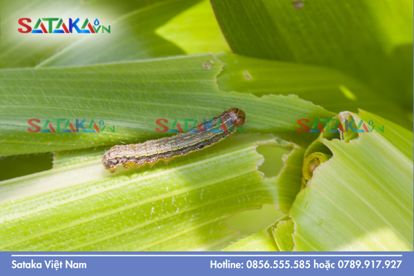 Bản chất "Tiền thuốc" và cơ chế bẻ gãy tính kháng tại ti thể