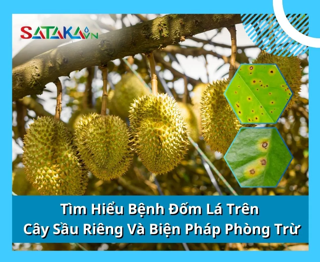 Tìm Hiểu Bệnh Đốm Lá Trên Cây Sầu Riêng Và Biện Pháp Phòng Trừ