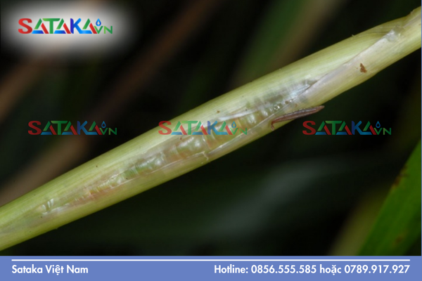 Bản chất "Tiền độc tố" (Pro-insecticide): Kẻ ẩn mình chiến lược