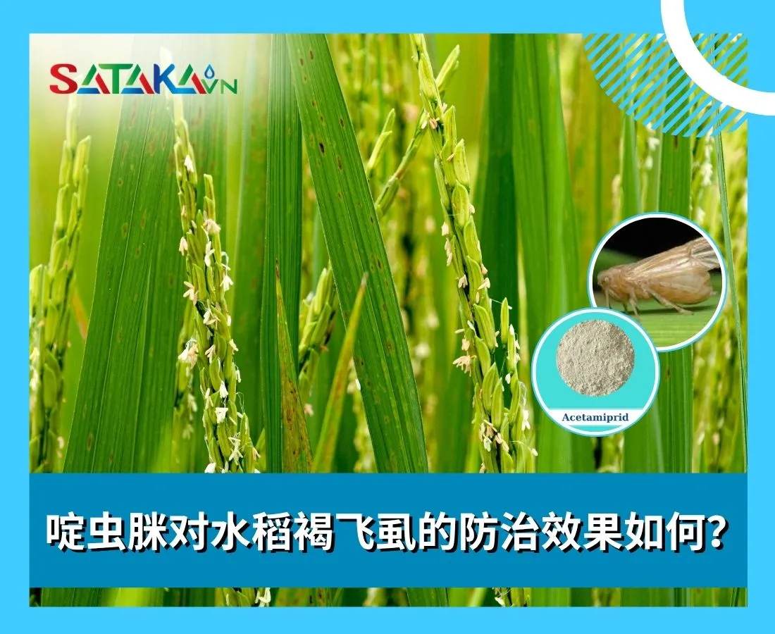 啶虫脒对水稻褐飞虱的防治效果如何？