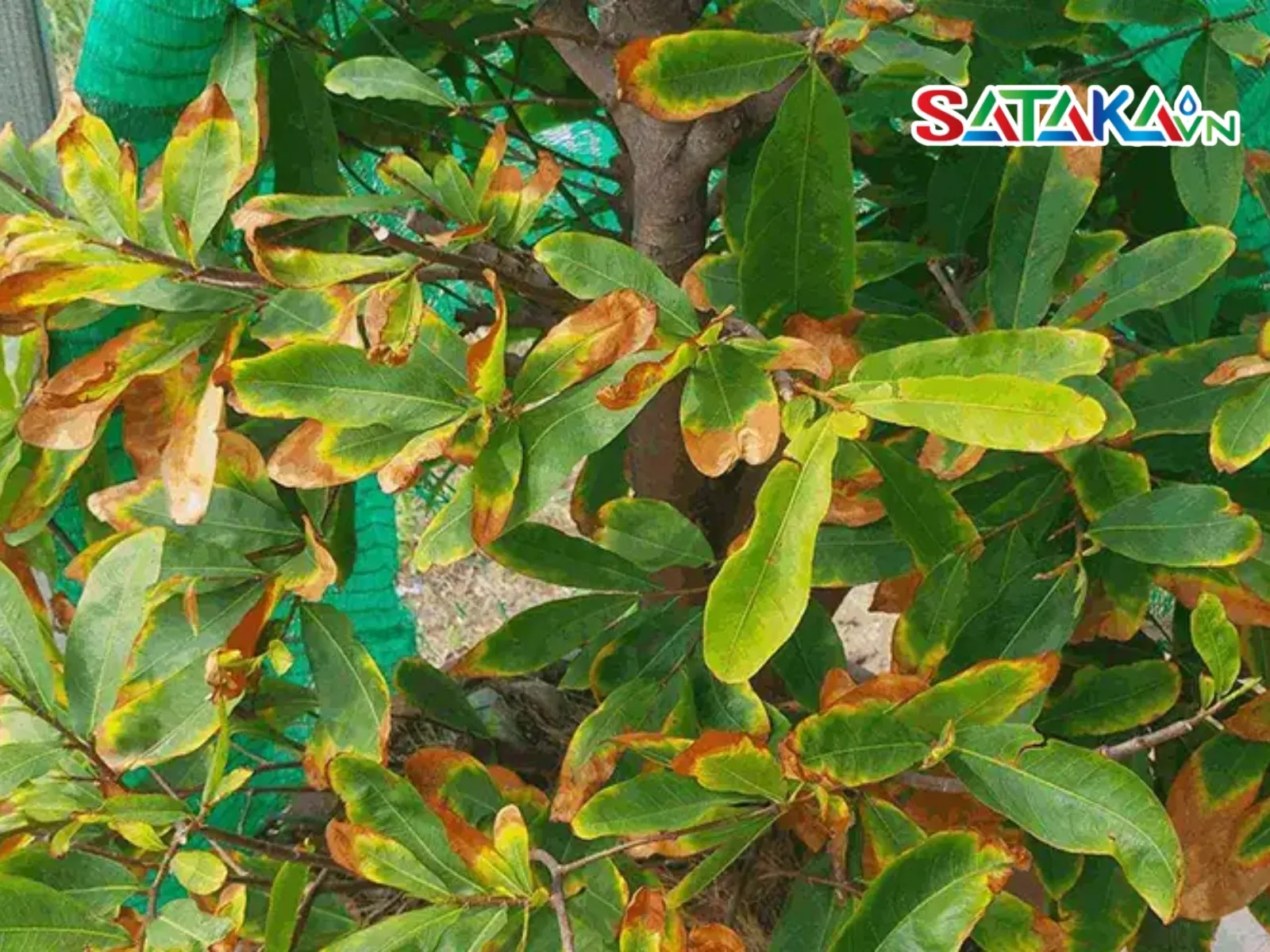 Causes of leaf blight in apricot trees