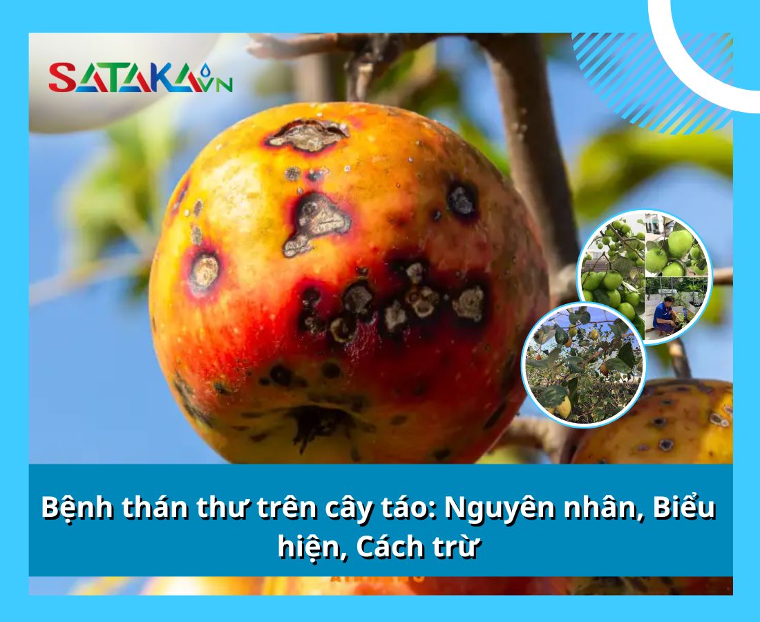 Bệnh thán thư trên cây táo: Nguyên nhân, Biểu hiện, Cách trừ