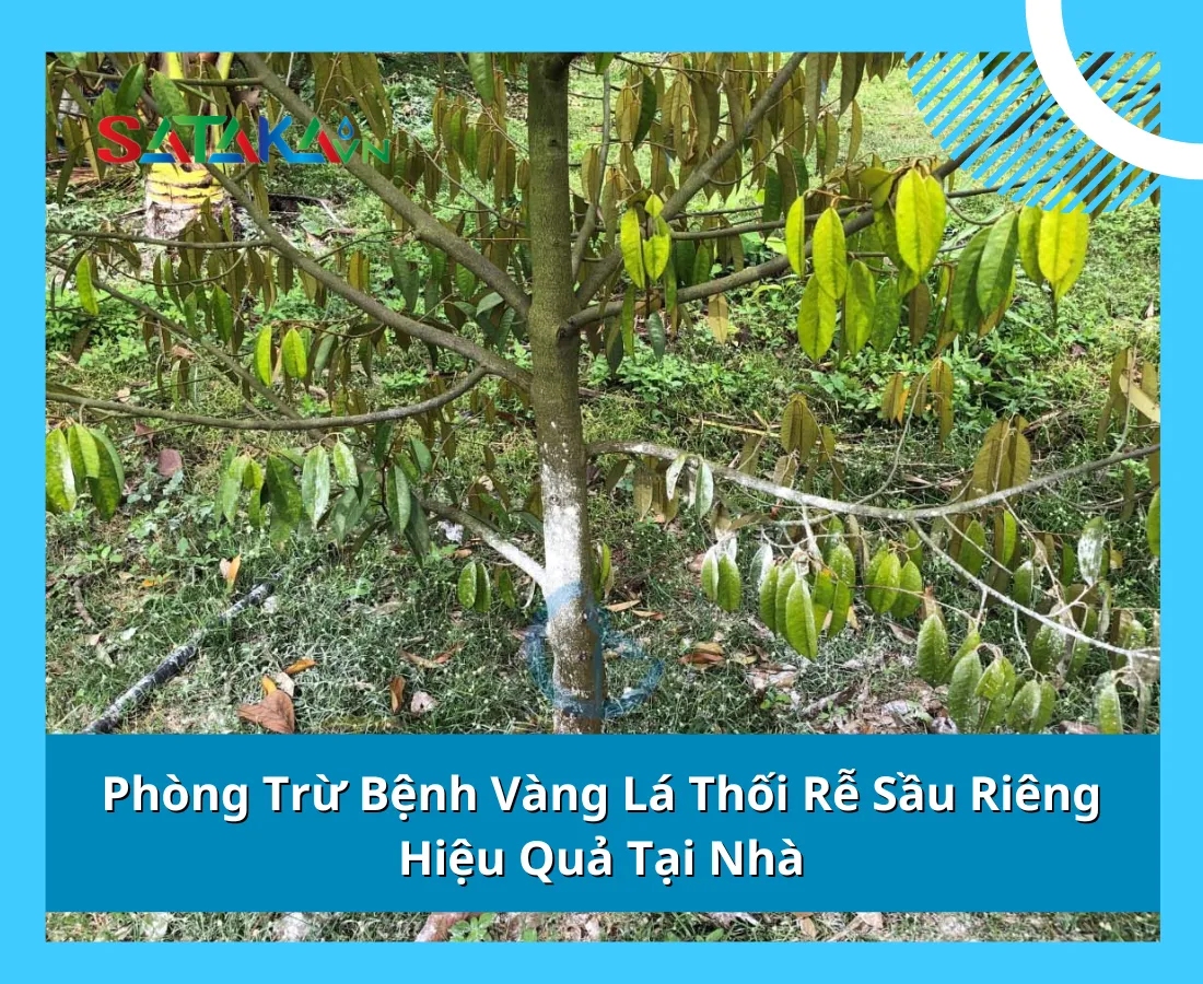 Cách Phòng Trừ Bệnh Vàng Lá Thối Rễ Sầu Riêng Hiệu Quả Tại Nhà