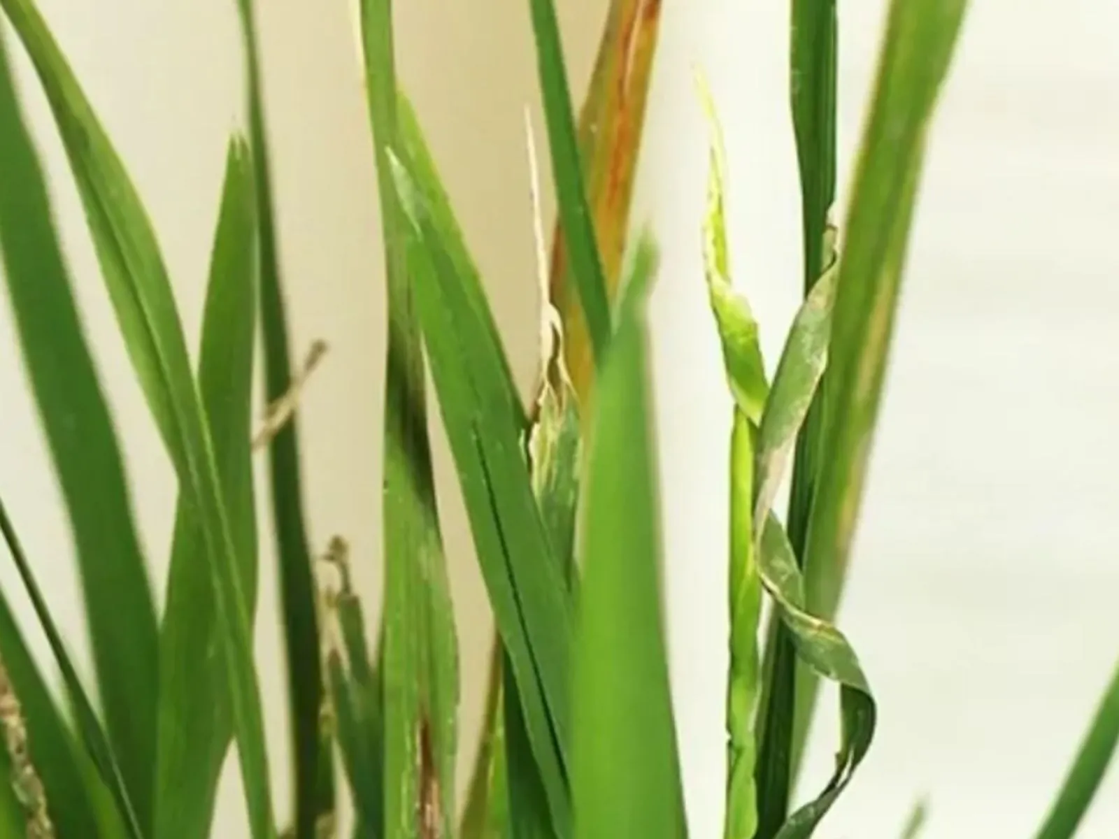 Dwarf twisted leaves and yellow leaves of rice