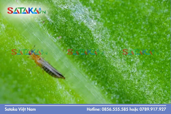 Sataka – Phác đồ hoạt chất chuyên biệt tiêu diệt bọ trĩ tận gốc