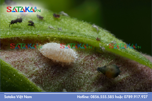 Hoạt chất diệt trứng rệp sáp và ngăn lột xác (IGR)