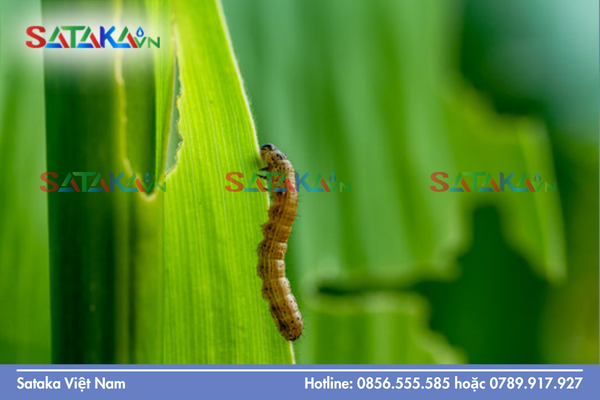  Tại sao Chlorfenapyr dạng SC là lựa chọn tối ưu cho cây trồng kháng thuốc?