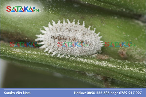 Giải đáp thắc mắc: Rệp sáp lây lan qua đâu?