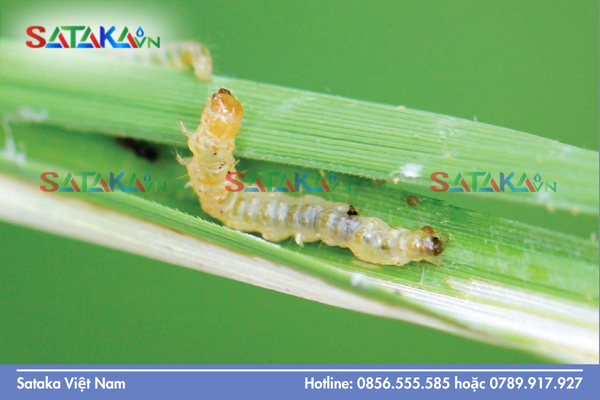 Cơ chế "Bẻ gãy" tính kháng nhờ hoạt chất chủ đạo Chlorfenapyr