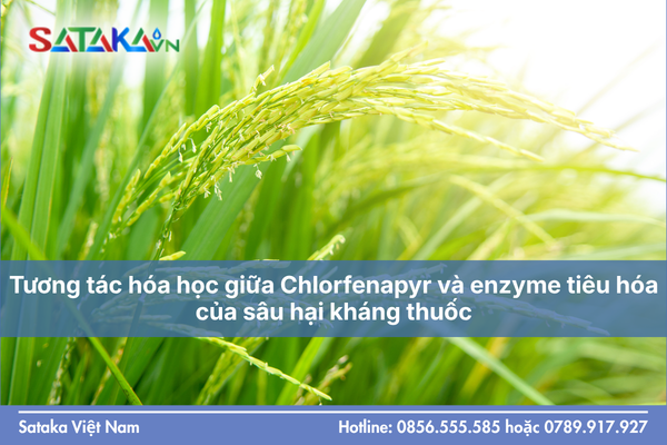 Tương tác hóa học giữa Chlorfenapyr và enzyme tiêu hóa của sâu hại kháng thuốc