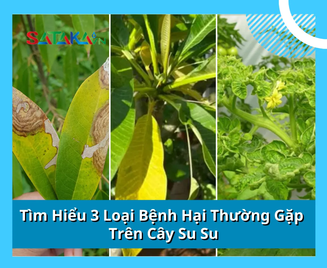 Tìm Hiểu 3 Loại Bệnh Hại Thường Gặp Trên Cây Su Su