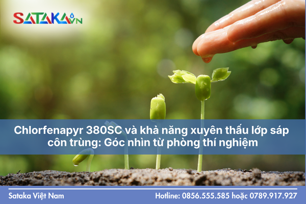 Chlorfenapyr 380SC và khả năng xuyên thấu lớp sáp côn trùng: Góc nhìn từ phòng thí nghiệm