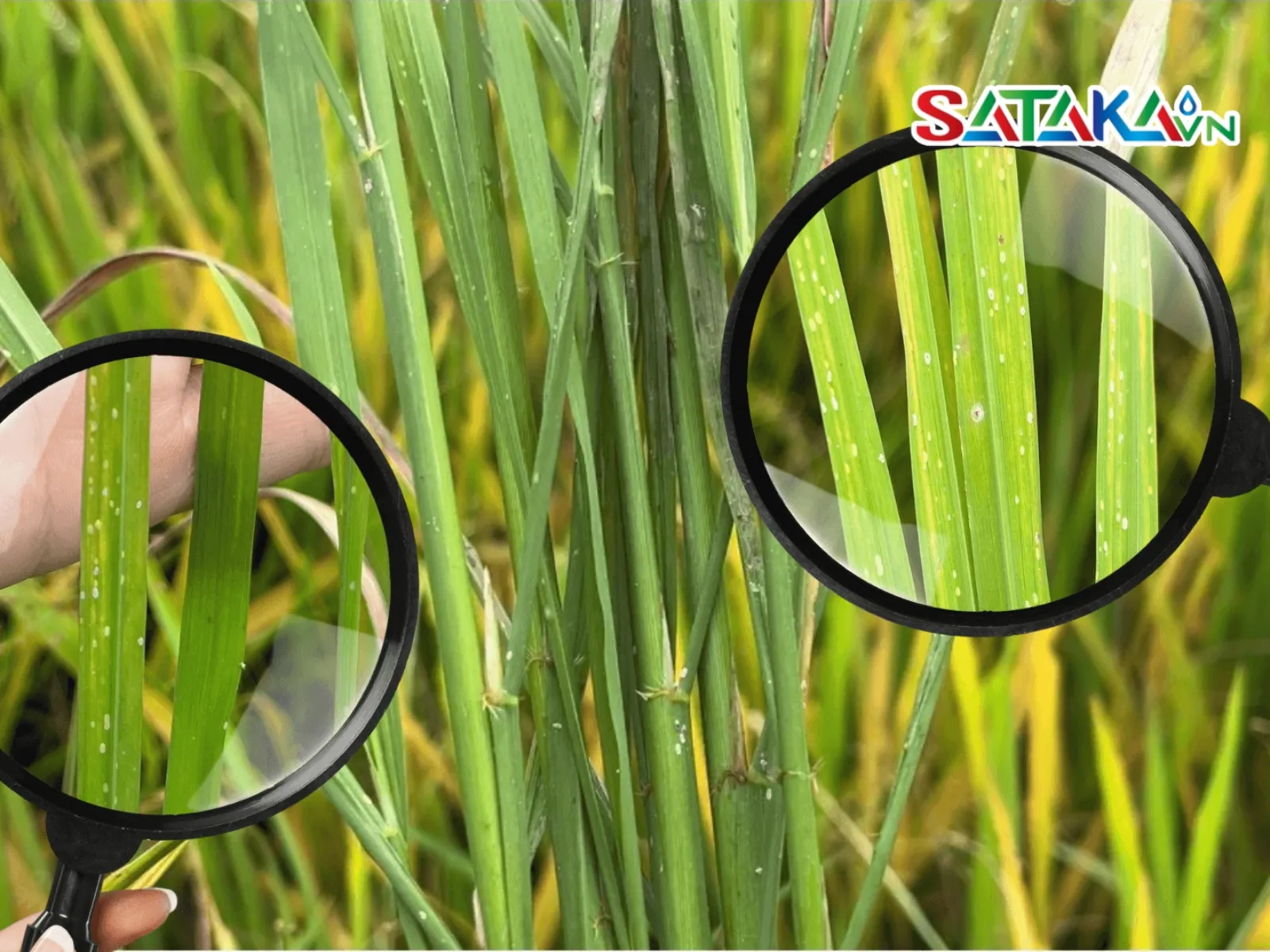 阿维菌素是一种生物杀虫剂和害虫防治材料