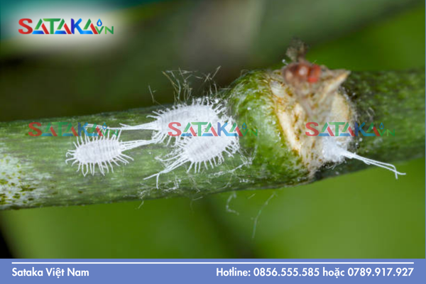 Các chỉ số quan trắc nhanh để phát hiện sớm rệp sáp