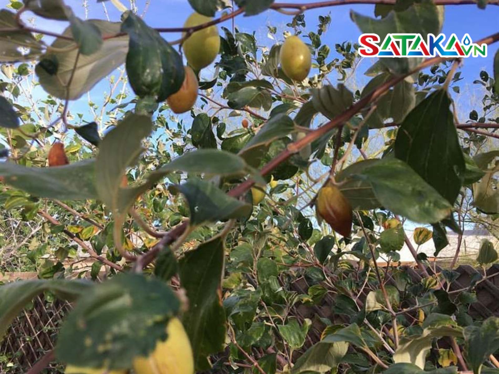 bệnh thán thư trên cây táo