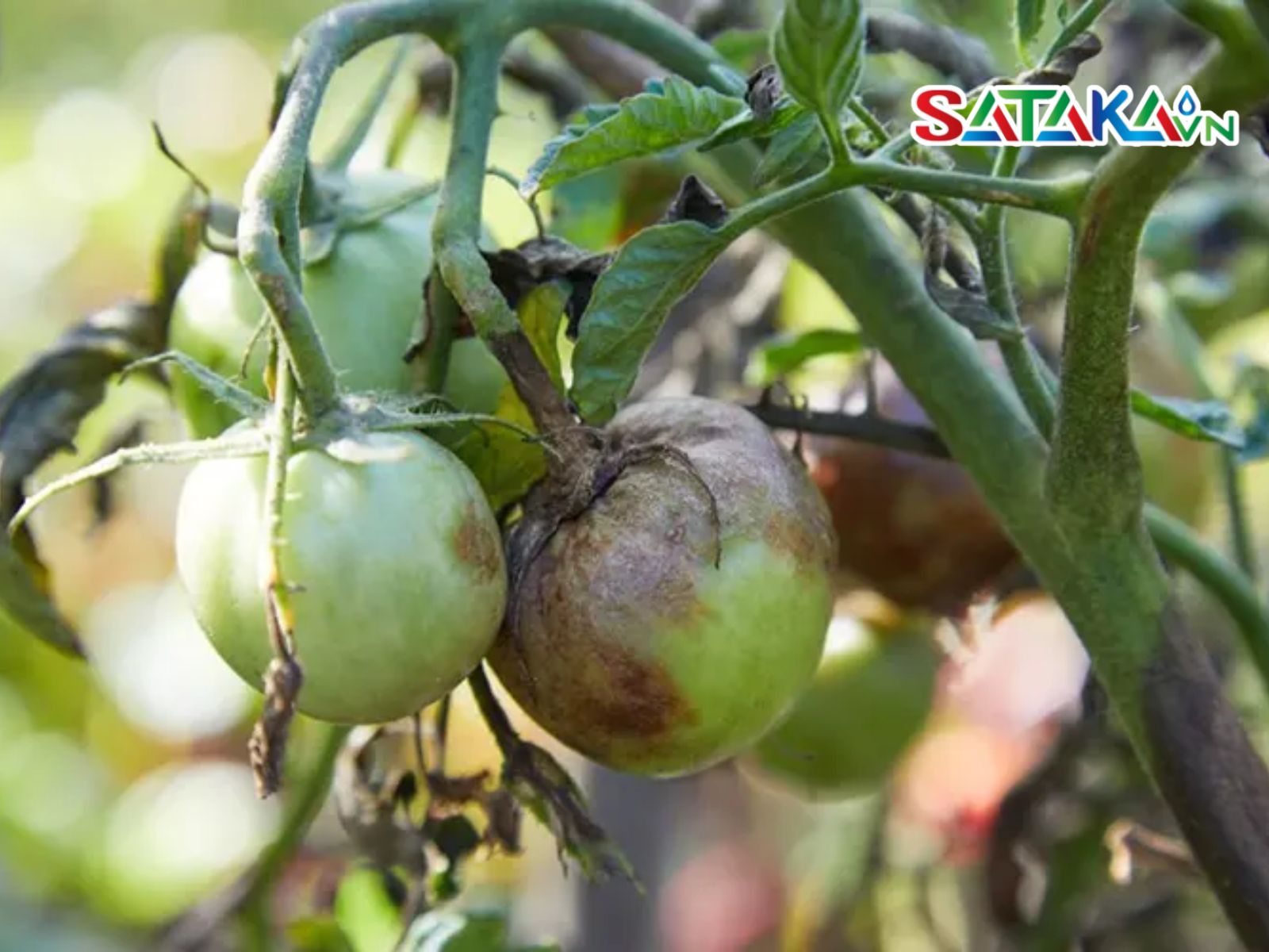 Tomato Anthracnose
