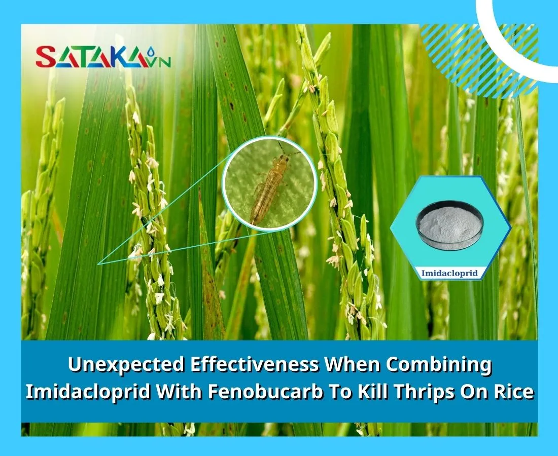 Unexpected Effectiveness When Combining Imidacloprid With Fenobucarb To Kill Thrips On Rice