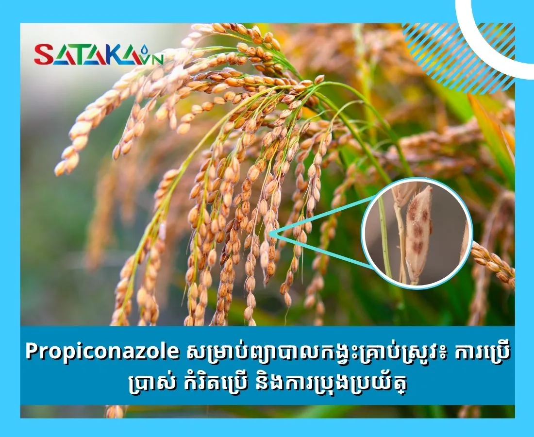 Propiconazole សម្រាប់ព្យាបាលកង្វះគ្រាប់ស្រូវ៖ ការប្រើប្រាស់ កំរិតប្រើ និងការប្រុងប្រយ័ត្ន