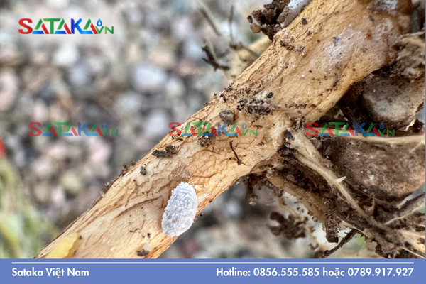 Sự khác biệt về triệu chứng gây hại trên cây trồng