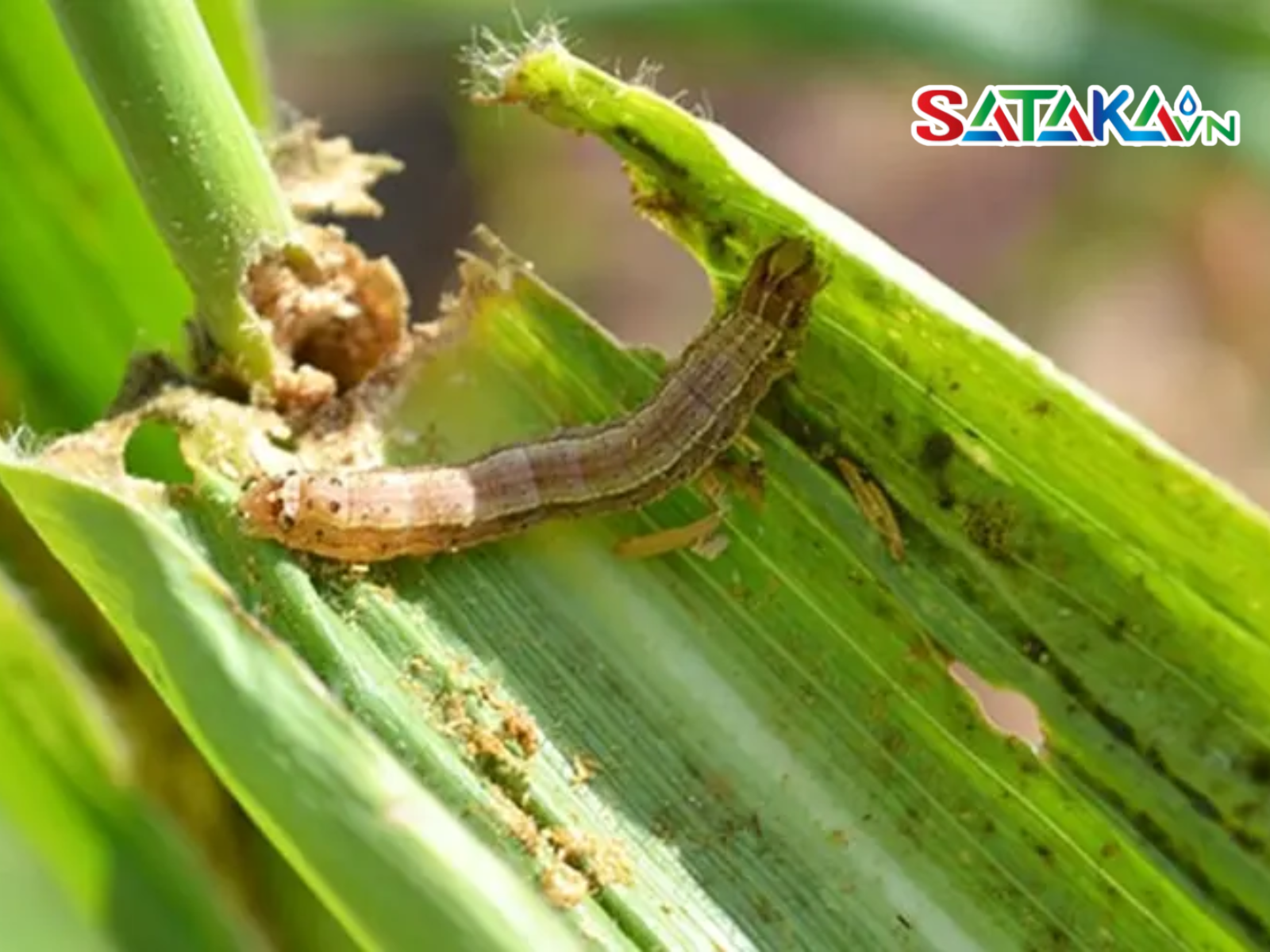 Cartap diệt sâu đục thân trên lúa