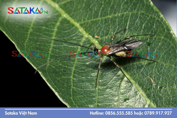 Sataka – Hệ thống hoạt chất lưu dẫn bảo vệ toàn diện