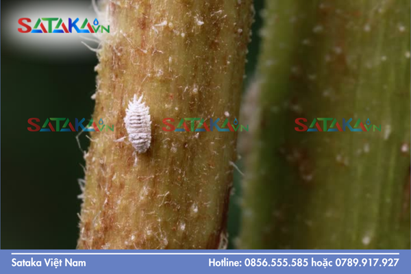 Rệp sáp – Rào cản thương mại lớn của nông sản xuất khẩu