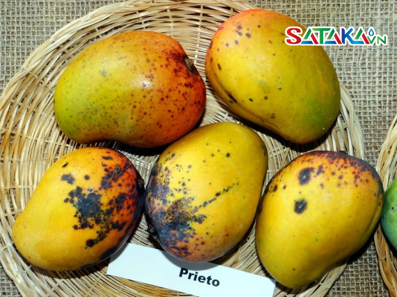 triệu chứng bệnh thán thư trên xoài
