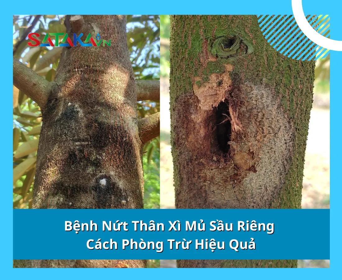 Bệnh Nứt Thân Xì Mủ Sầu Riêng & Cách Phòng Trừ Hiệu Quả