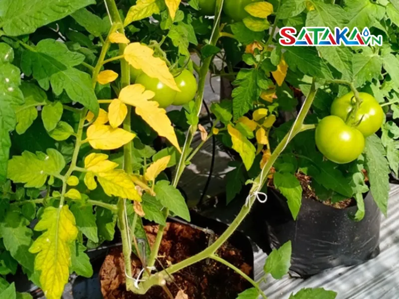 Symptoms of Yellow Wilt Disease on Tomato Leaves