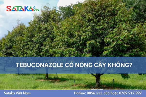 TEBUCONAZOLE CÓ NÓNG CÂY KHÔNG?