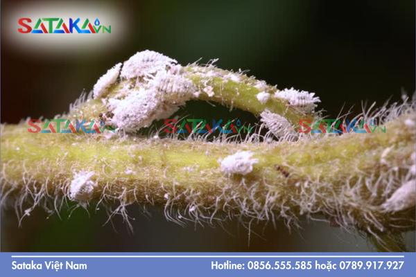 Quy định thời gian cách ly Carbosulfan và các hoạt chất phổ biến